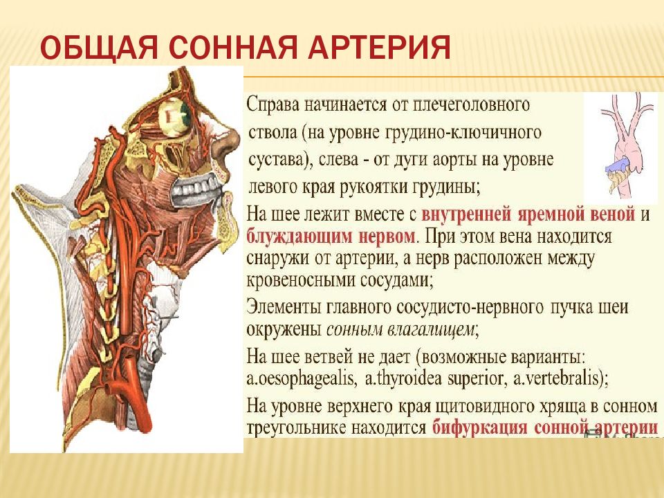 Бифуркация это в анатомии. Синтопия общей сонной артерии. Общая Сонная артерия. Основная Сонная артерия. Общая Сонная артерия располагается.