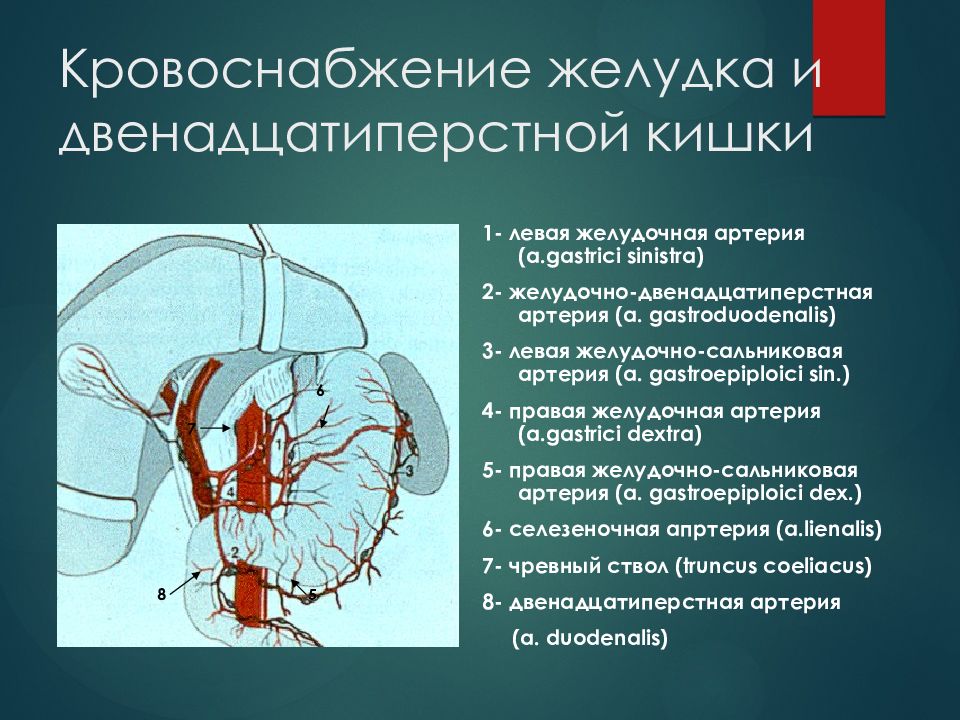 Двенадцатиперстная артерия. Кровоснабжение желудка. Кровоснабжение желудка и ДПК. Кровоснабжение 12 перстной кишки. Левая желудочная артерия.