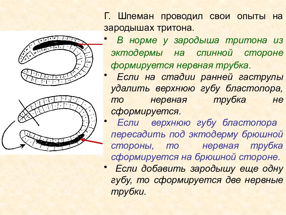 Эмбриональная индукция. Опыт Шпемана. Эксперимент Шпемана схема. Первичная эмбриональная индукция. Эмбриональная индукция примеры.