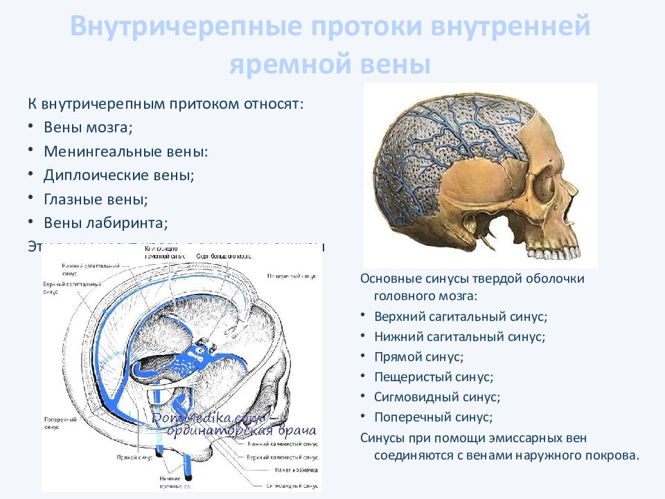 Внутренняя яремная. Диплоические вены головного мозга. Вены головного мозга внутренняя яремная Вена. Вены твердой мозговой оболочки VV. Meningeae. Внутричерепные вены внутренней яремной.