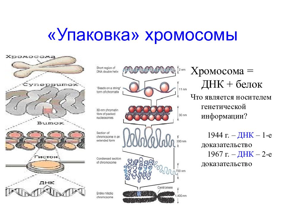 Стадии спирализации хромосом. Уровни компактизации ДНК эукариот. 4 Уровень компактизации ДНК. Уровни упаковки ДНК В хромосоме эукариот. Схема компактизации ДНК В хромосоме.