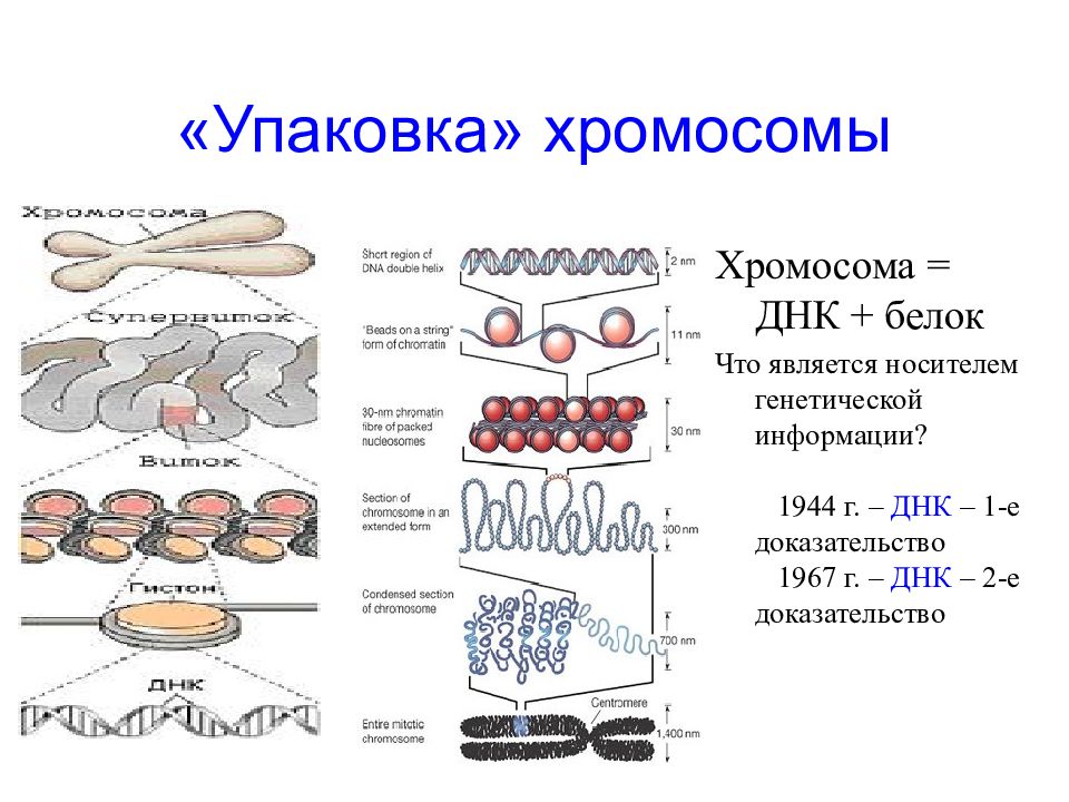 Уровни наследственной информации