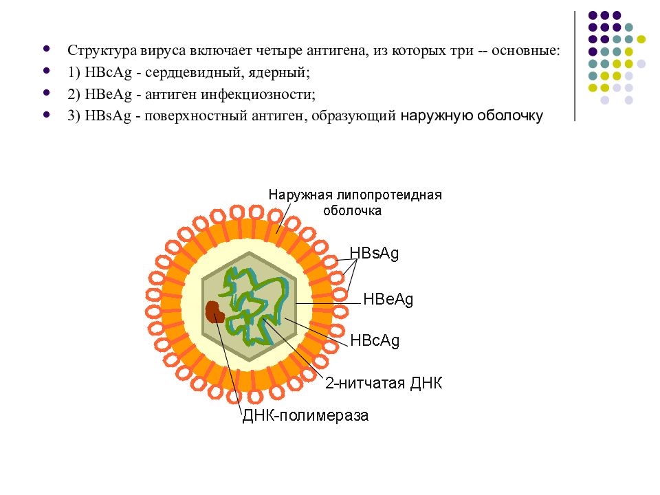 Антигены вирусов схема