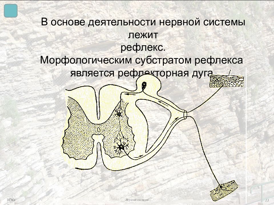 В основе системы лежит. В основе деятельности нервной системы лежат рефлексы. Морфологический субстрат рефлекторной дуги. Субстрат дуг рефлекса. Морфологическая основа рефлекторной дуги.