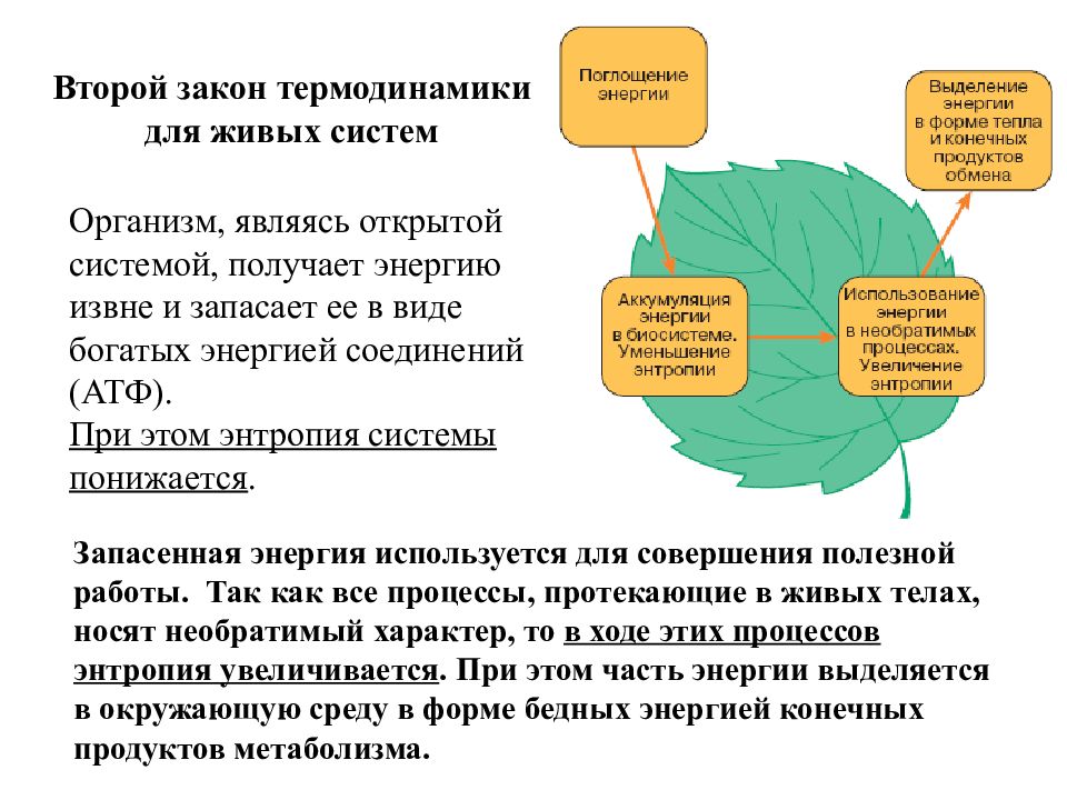 Процессы протекающие в системах. 1 Закон термодинамики в биологических системах. Второй закон термодинамики для живых систем. 2 Закон термодинамики для биологических систем. Принципы термодинамики в биологических системах.