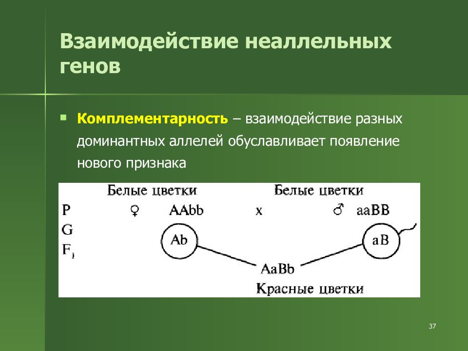 Взаимодействие неаллельных генов презентация