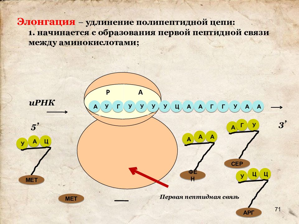 Цепь начинается. Элонгация биосинтеза белка. Элонгация белка. Элонгация синтеза белка. Этапы биосинтеза белка элонгация.