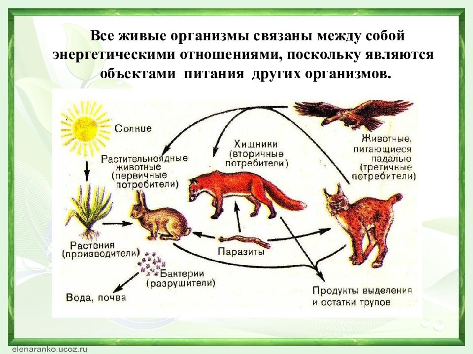 Живые организмы осуществляют круговорот. Живые организмы связаны между собой. Круговорот веществ в природе. Круговорот зверей в природе. Круговорот веществ и энергии в экосистемах.