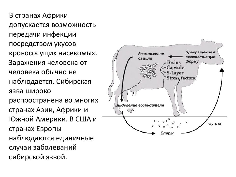 Патологоанатомическая картина при сибирской язве представлена всеми описанными изменениями кроме