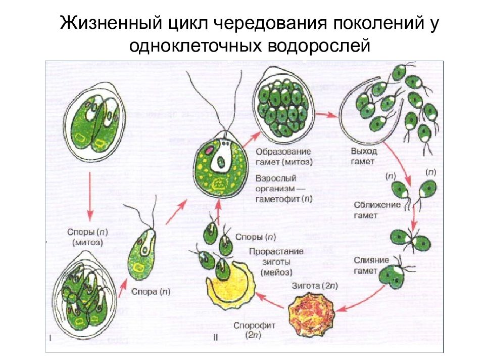 Циклы растений презентация