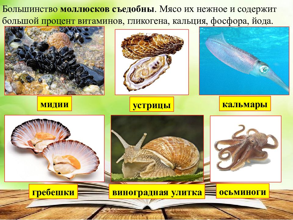 Разнообразие моллюсков. Общая характеристика моллюсков. Многообразие ракообразных. Табл многообразие моллюсков.