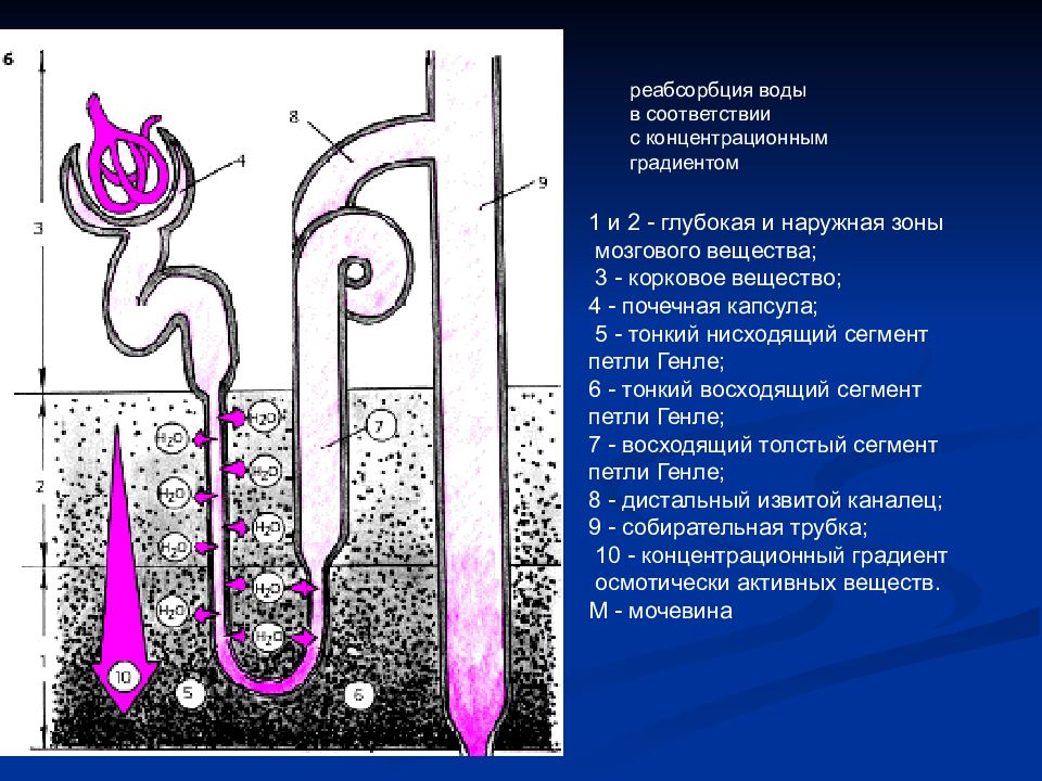 Петля генле. Реабсорбция в петле Генле. Дистальная реабсорбция. В восходящей части петли Генле происходит реабсорбция. Реабсорбция воды.