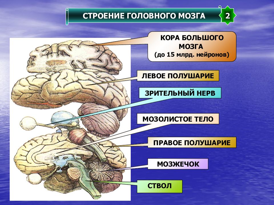 Свойство коры головного мозга. Строение коры головного мозга. Строение коры мозга анатомия. Большой мозг строение.