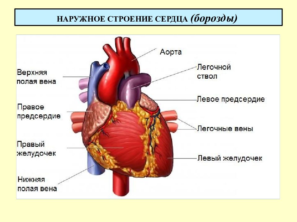 2 строение сердца