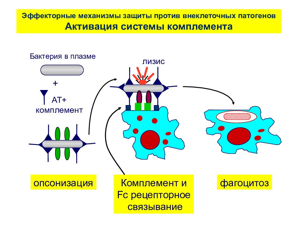 Внеклеточные организмы. Эффекторные механизмы клеточного иммунитета. Эффекторные механизмы действия антител. Эффекторные механизмы адаптивного иммунитета. Эффекторные клетки гуморального иммунного ответа.