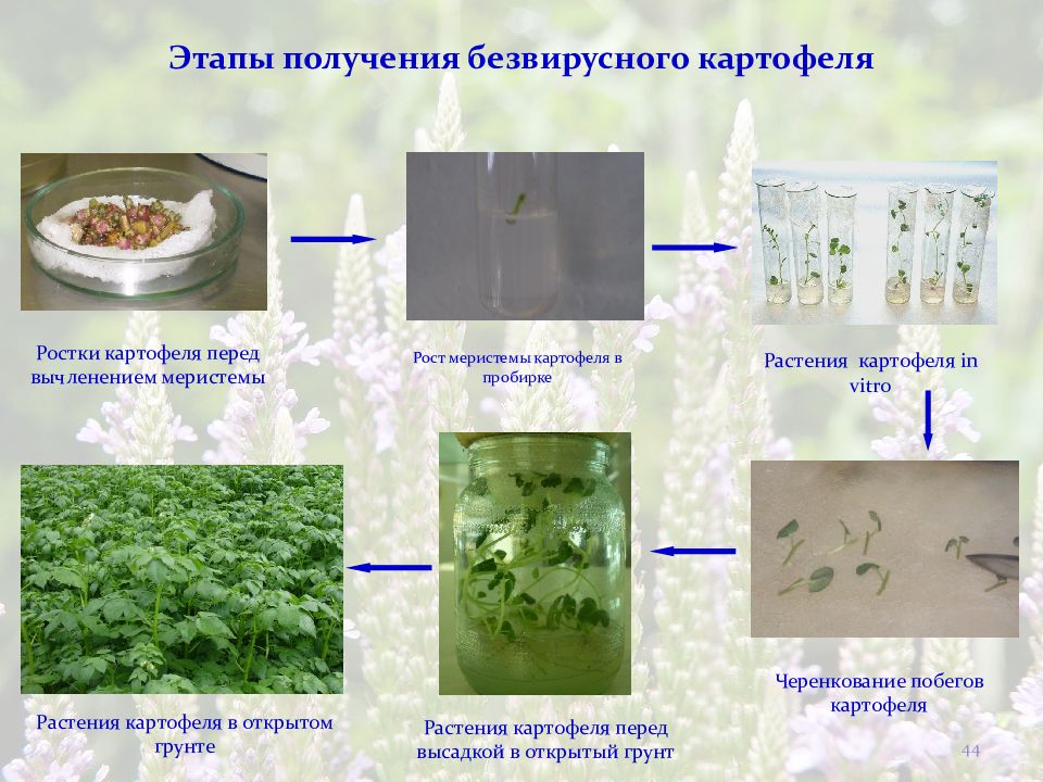 Презентация клональное микроразмножение растений