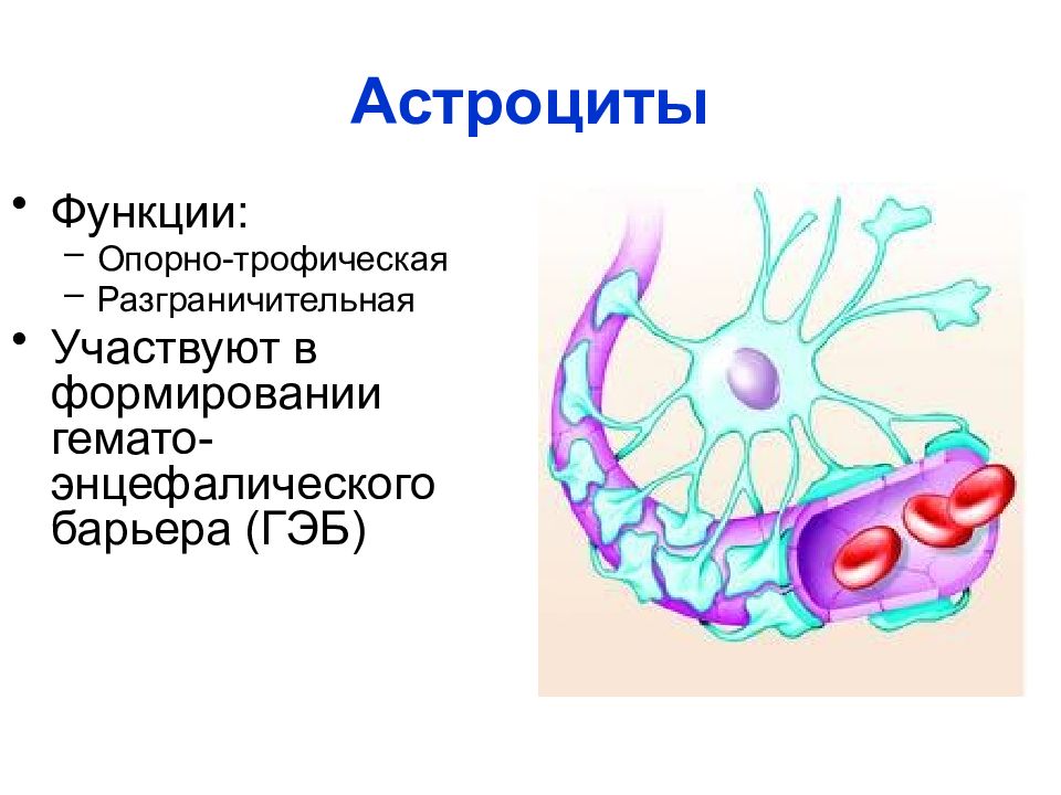 Астроциты. Разграничительная функция астроцитов.