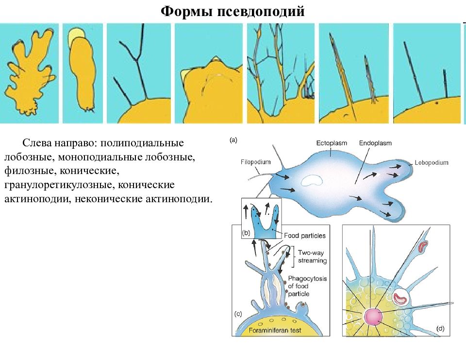 Виды псевдоподий. Лобоподии псевдоподии. Лобоподии строение. Формирование псевдоподий.