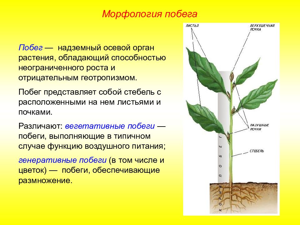 Морфология 2 класс презентация