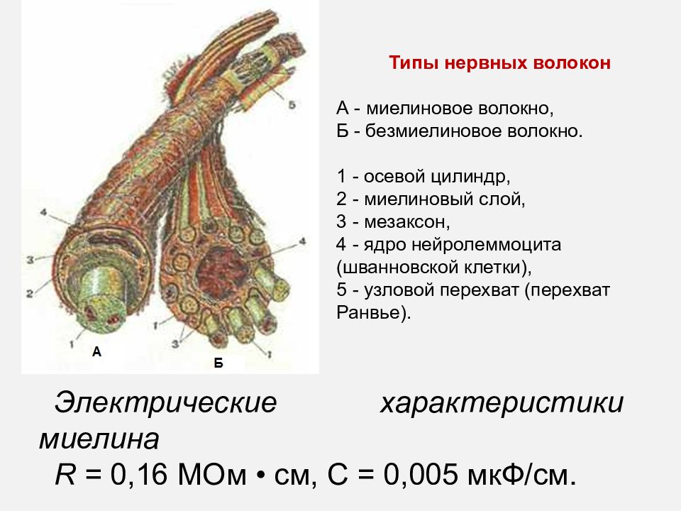 Образуют волокна. Строение миелинового нервного волокна. Схема строения миелинового нервного волокна. Строение нервных волокон типы волокон. Осевой цилиндр миелинового нервного волокна.