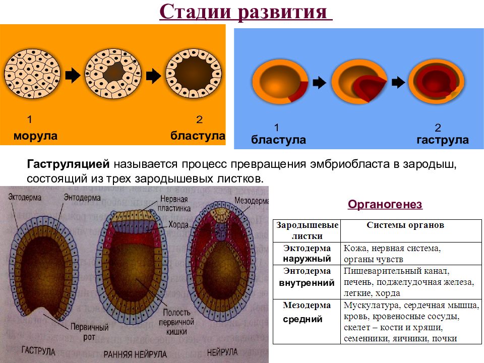 Эмбриональное развитие человека гистология презентация