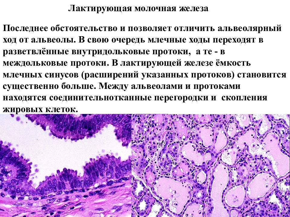 Молочные железы являются железами. Сложные разветвленные альвеолярно-трубчатые железы. Лактирующая молочная железа. Млечные альвеолярные ходы. Лактирующая молочная железа гистология.