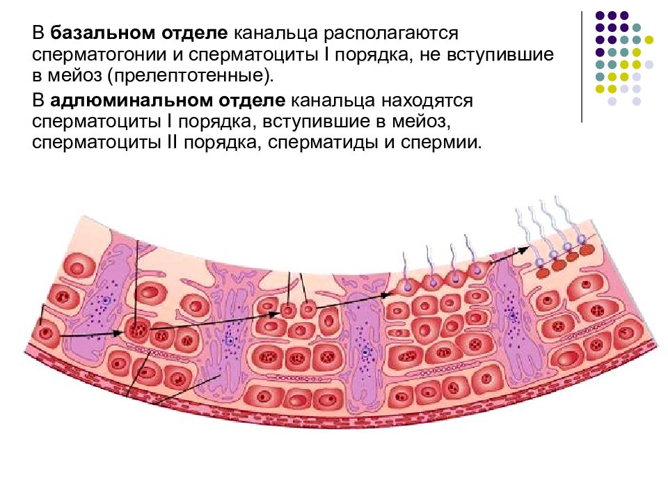 Гематотестикулярный барьер схема