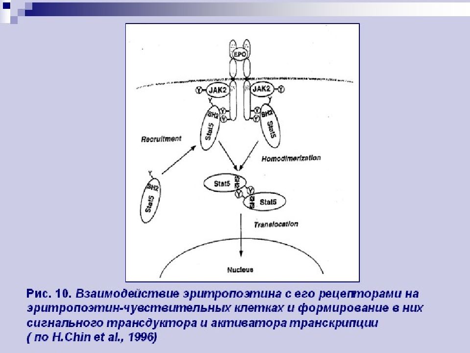 Т система физиология. Установочная точка физиология. Эритропоэтин чувствительная клетка. Эритропоэтин Рецептор. Агонисты рецепторов эритропоэтина.