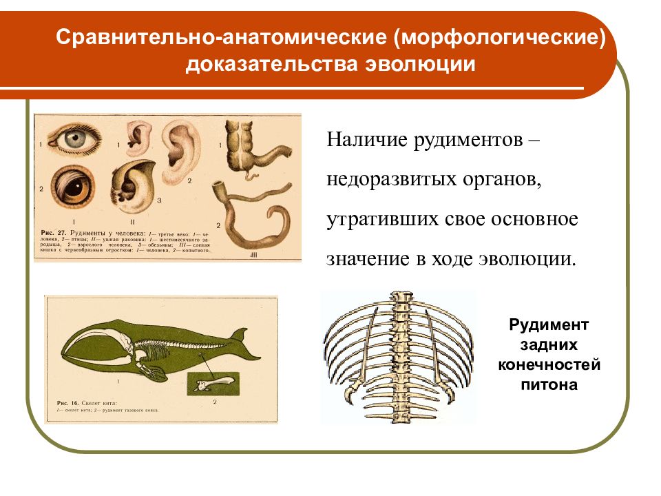 Презентация на тему доказательства эволюции