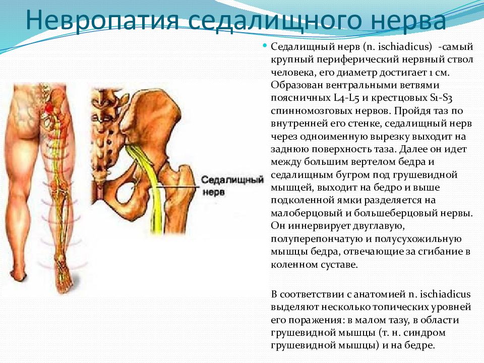 Седалищный нерв препараты отзывы. Седалищный нерв. Ветви седалищного нерва. Как проходит седалищный нерв. Седалищный нерв у собаки где находится фото.