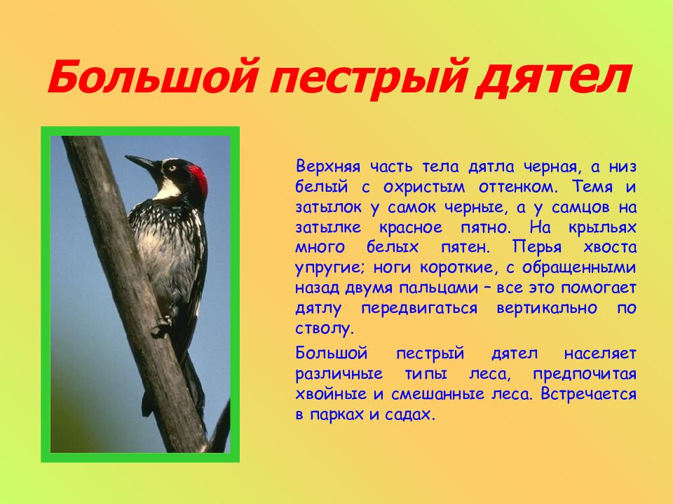 Пестрый черный дятел. Черный дятел и большой пестрый дятел. Дятел черный доклад. Большой пестрый дятел среда обитания. Чёрный дятел описание.