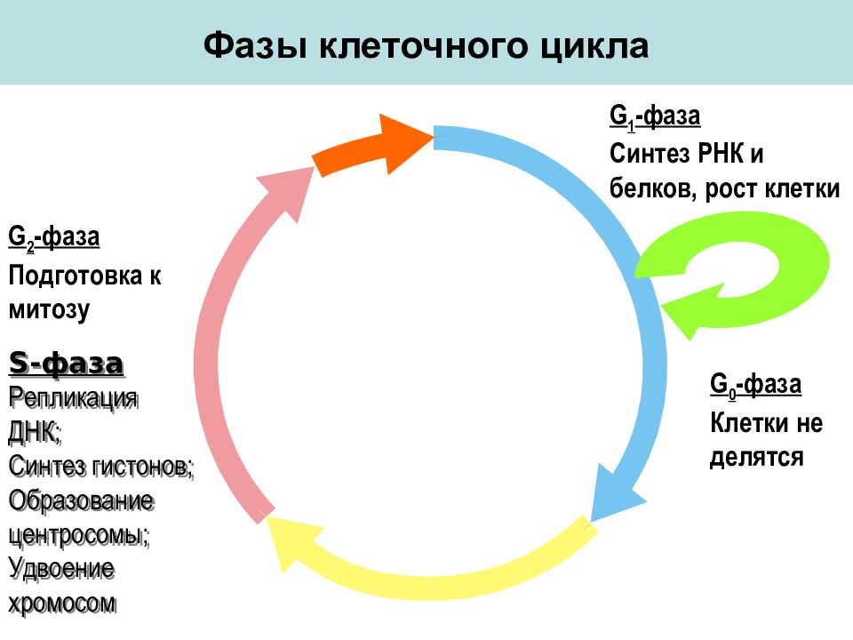 Клеточный цикл картинка