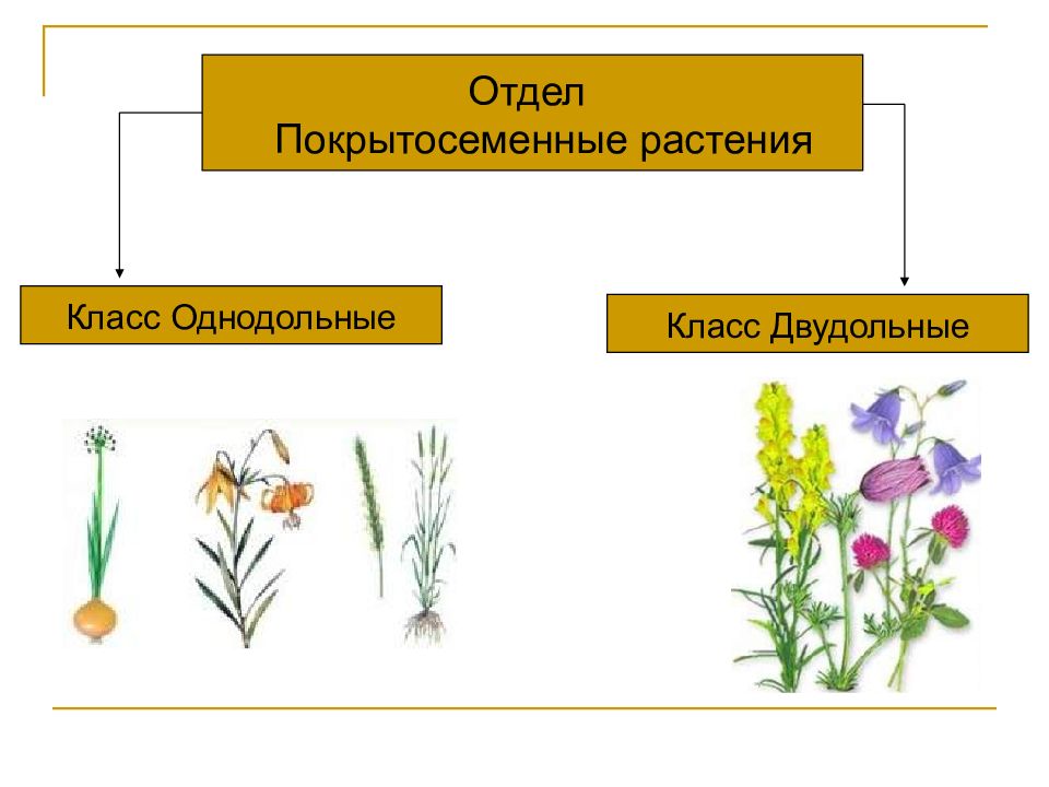 Назовите класс и семейство растения изображенного на рисунке