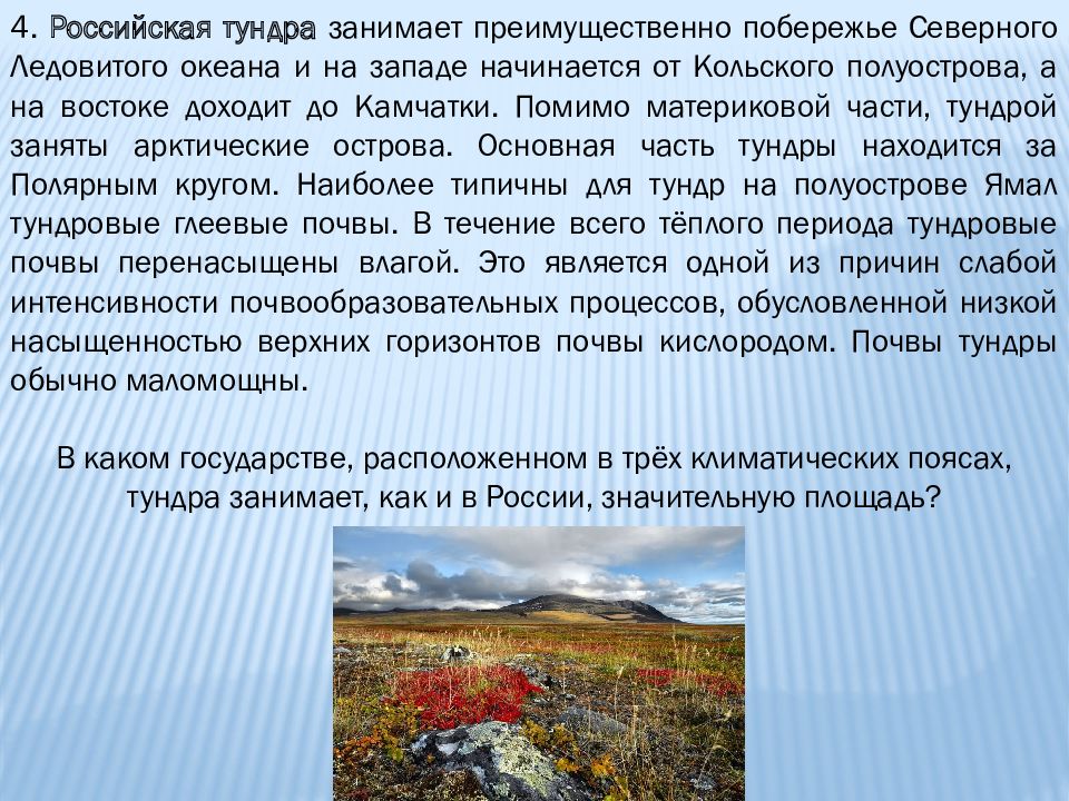 Природные особенности рф. Почвы тундры в России. Чем богата тундра почвенными ресурсами.