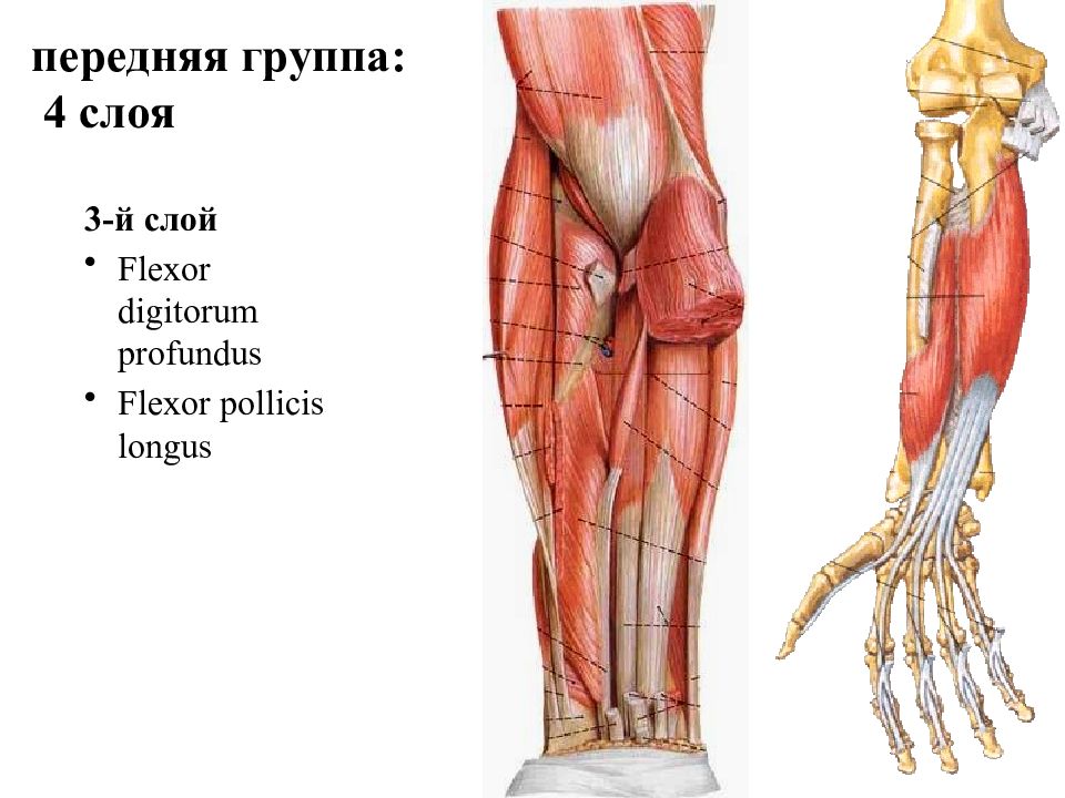 Montagem vozes profundus. Flexor digitorum Profundus. Flexor digitorum Profundus мышца. M. Flexor pollicis Longus и m. Flexor digitorum Profundus. M Flexor pollicis Longus.