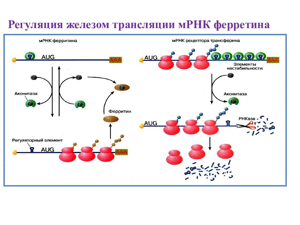 Трансляция гена. Регуляция железом трансляции МРНК ферритина схема. Уровни организации наследственного материала.Экспрессия генов. Регуляция активности генов на уровне трансляции.