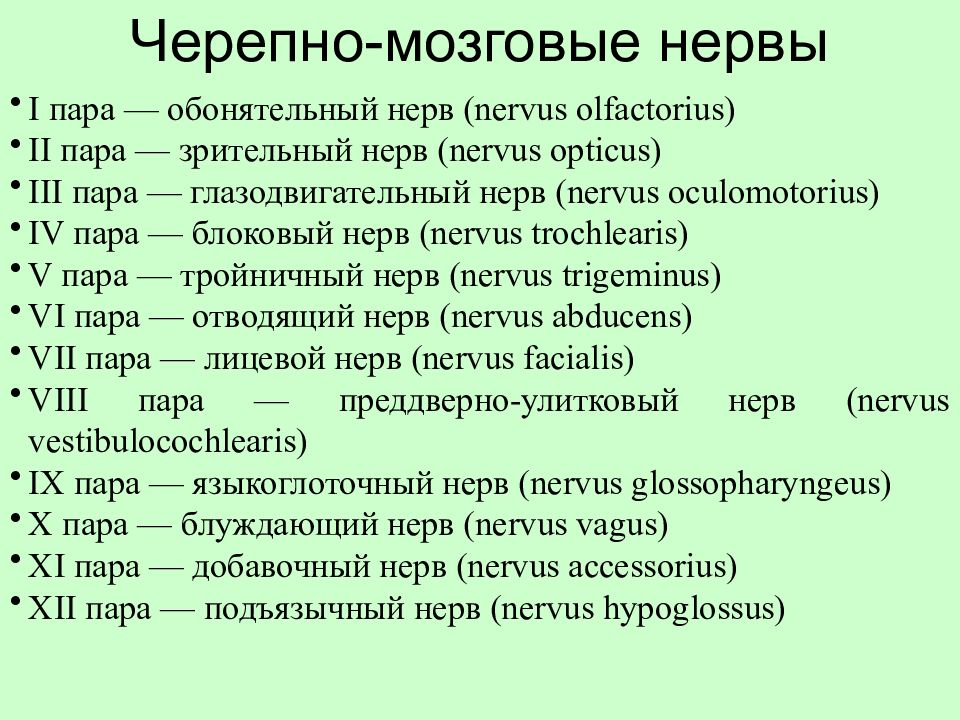 12 пар черепно мозговых нервов схема