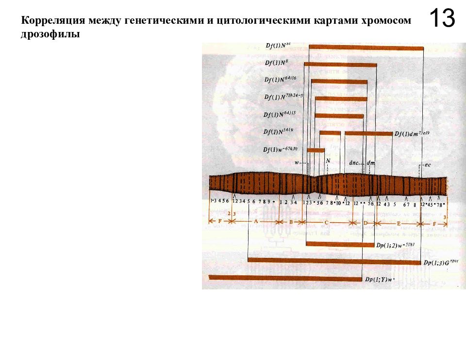 Генетические и цитологические карты. Секвенсовые карты хромосом. Принципы построения генетических и цитологических карт хромосом.. Генетические физические и секвенсовые карты хромосом. Цитологические карты хромосом.