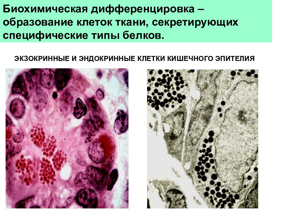 Образование клеток. Дифференцировка тканей. Эндокринные клетки эпителия. Дифференцировка клеток эпителия. Дифференцировка эпителиальной ткани.