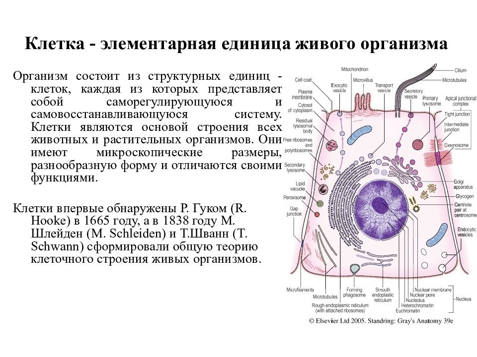 Клетка единица живого презентация