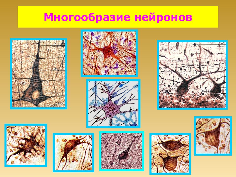 Функциональная ткань. Нервная ткань гистология. Разнообразие нейронов нервной ткани. Микропрепараты нервной ткани. Клетки нейроглии под микроскопом.