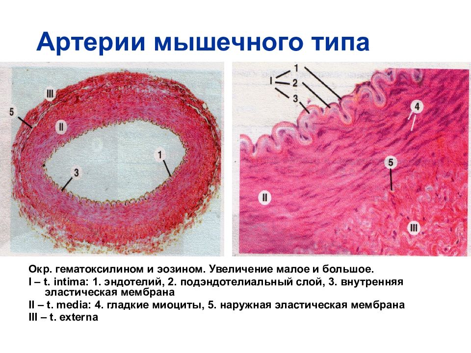 Артерия мышечного типа гистология рисунок с подписями