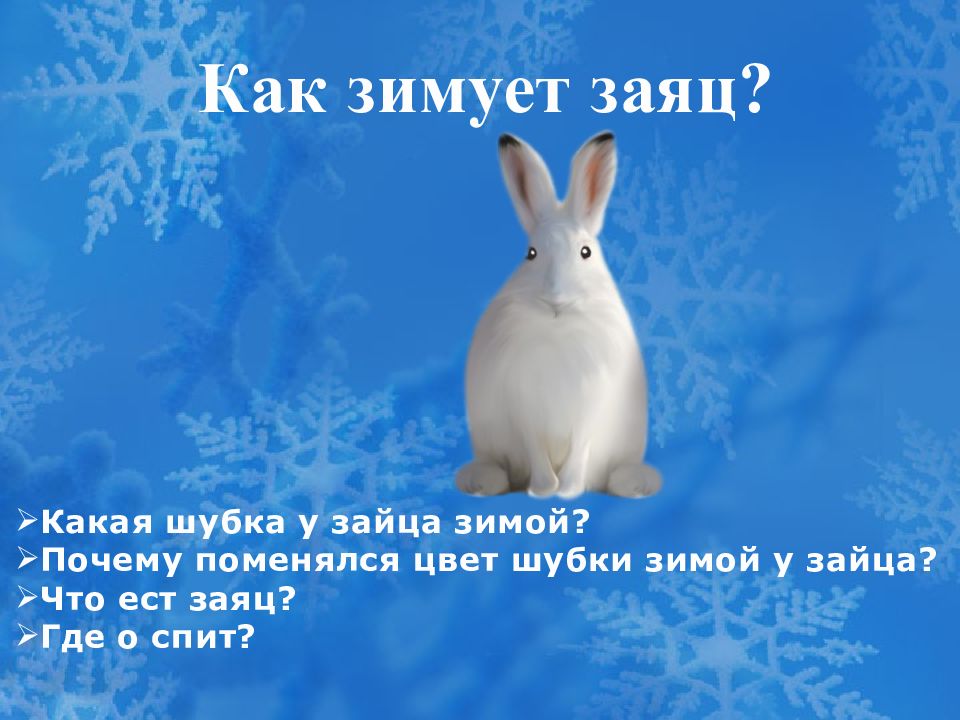 Год зайца какие года. Как заяц зиму проводит. Зимняя шубка у зайца какого цвета. Год зайца какие.