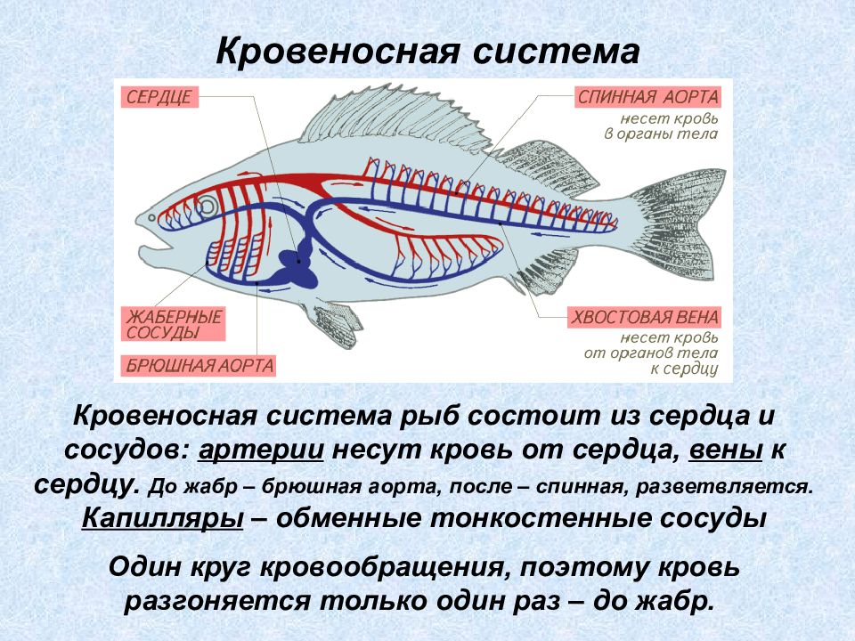 Брюшная и спинная сторона рыбы