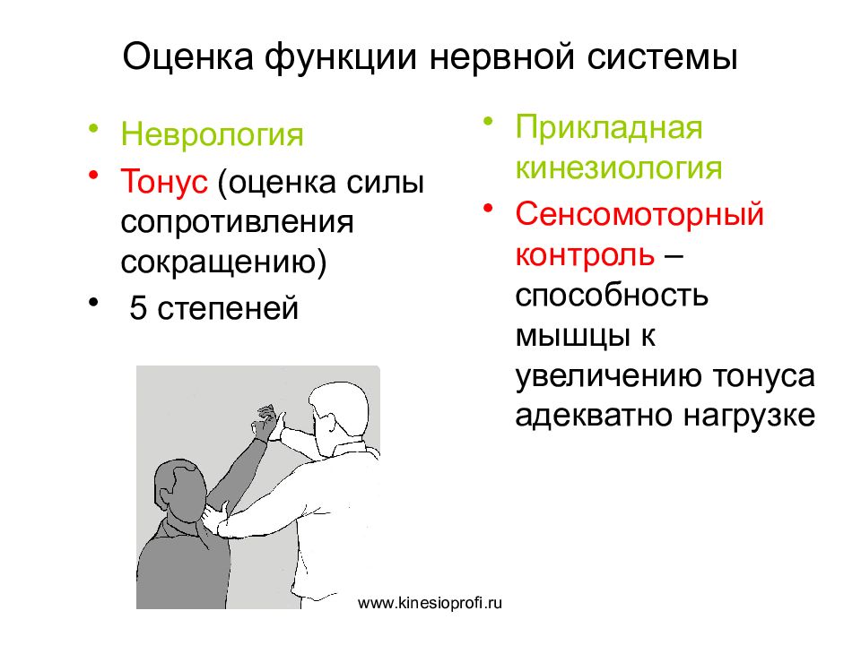 Прикладная кинезиология. Функции нервной системы неврология. Прикладная кинезиология презентация. Неврологический зуб кинезиология.