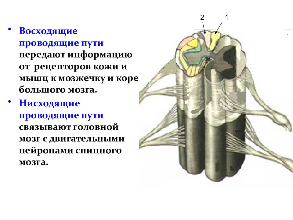 Схему прохождения восходящих и нисходящих путей в спинном мозге