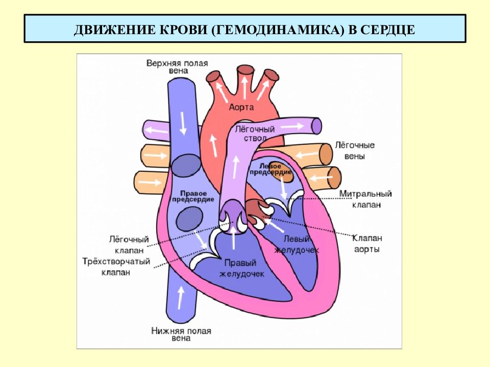 Схема работы сердца и движение крови по сосудам
