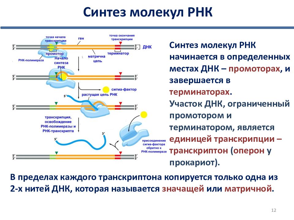 Биосинтез рнк презентация