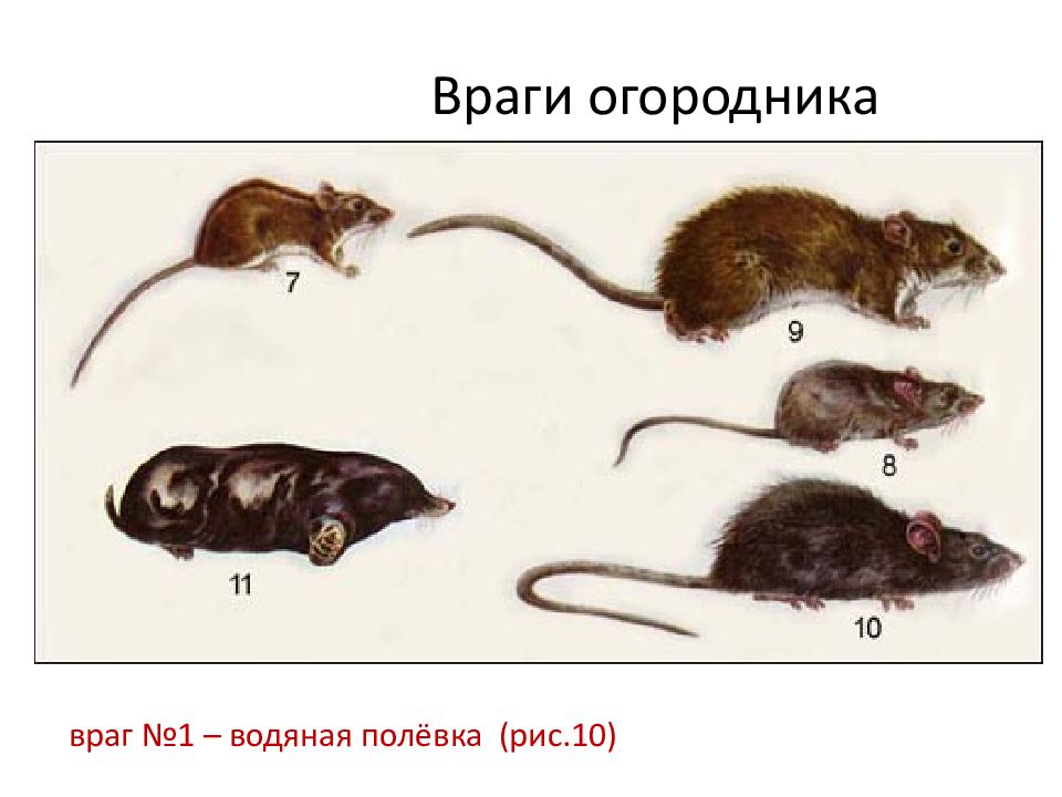Развитие мышей