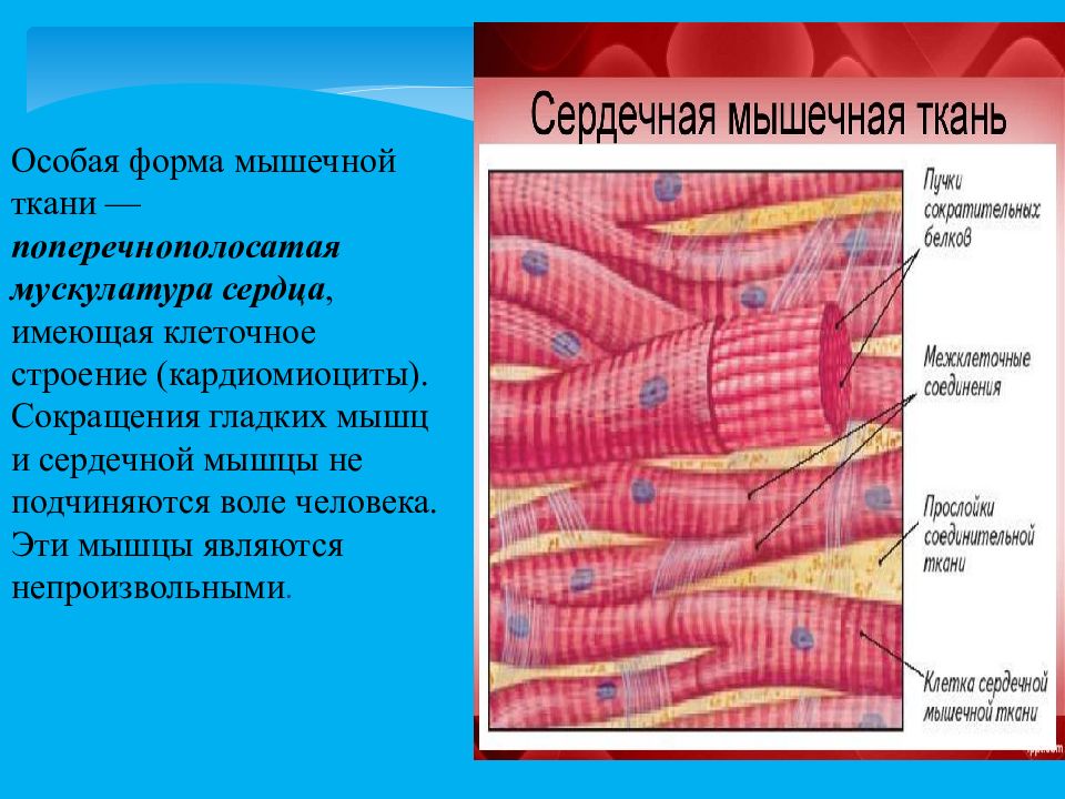 Сердечная мышечная ткань рисунок